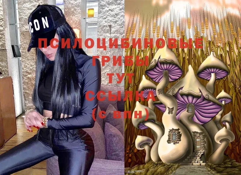 купить  сайты  Харовск  Псилоцибиновые грибы Psilocybe 